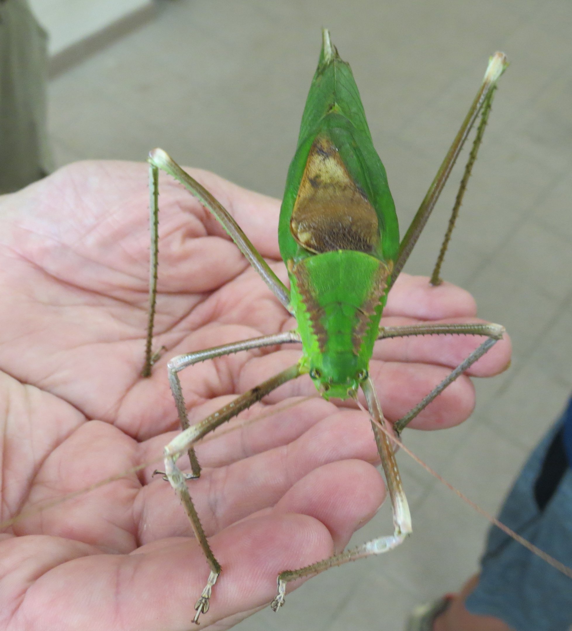 Dragonhead Katydid