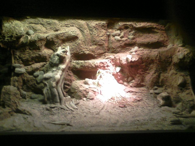 Dragons- Ackies Dwarf Monitor Exhibit