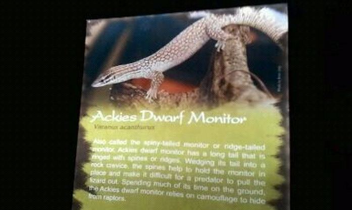 Dragons!-Ackies Dwarf Monitor-Sign