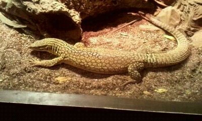 Dragons!-Ackies Dwarf Monitor