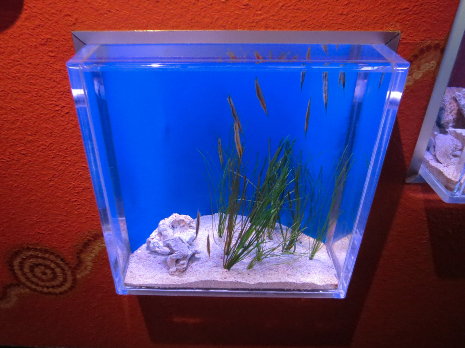 Dragons Down Under - Coral Shrimpfish Exhibit