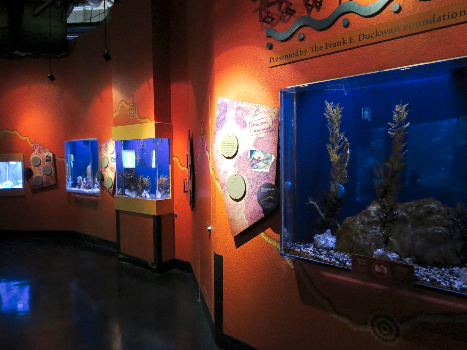 Dragons Down Under - Exhibits