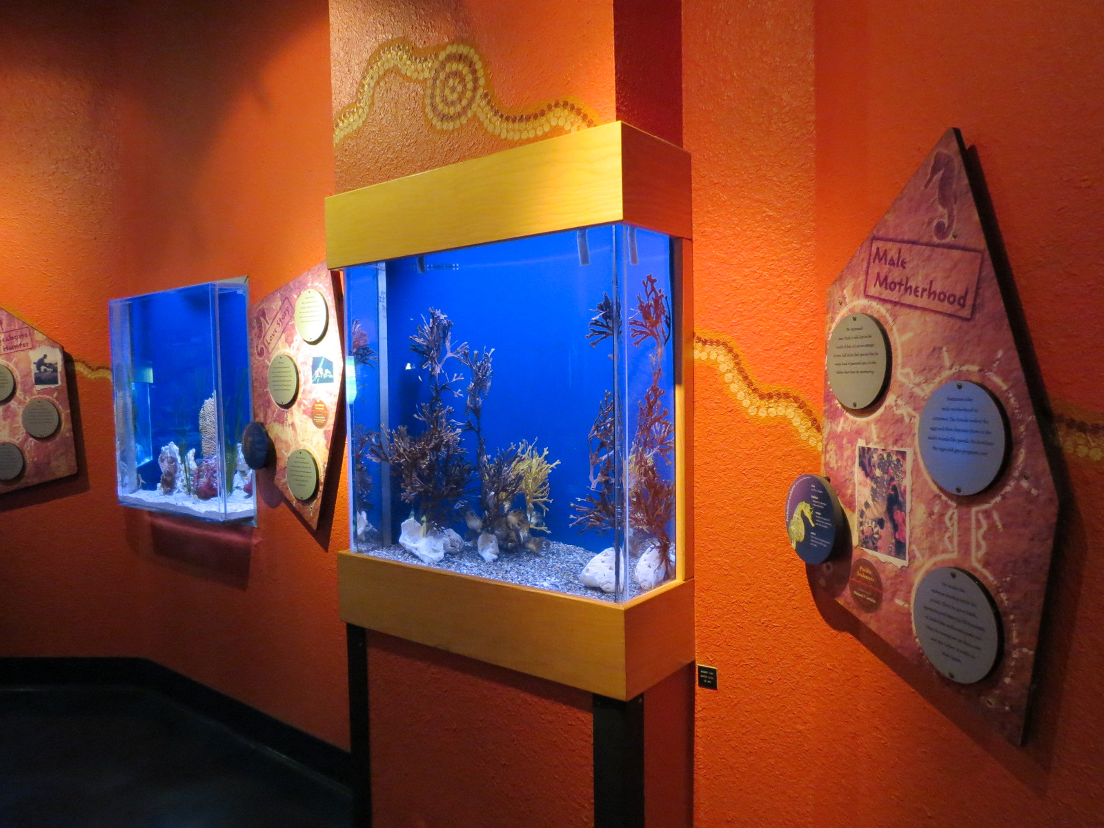 Dragons Down Under - Exhibits