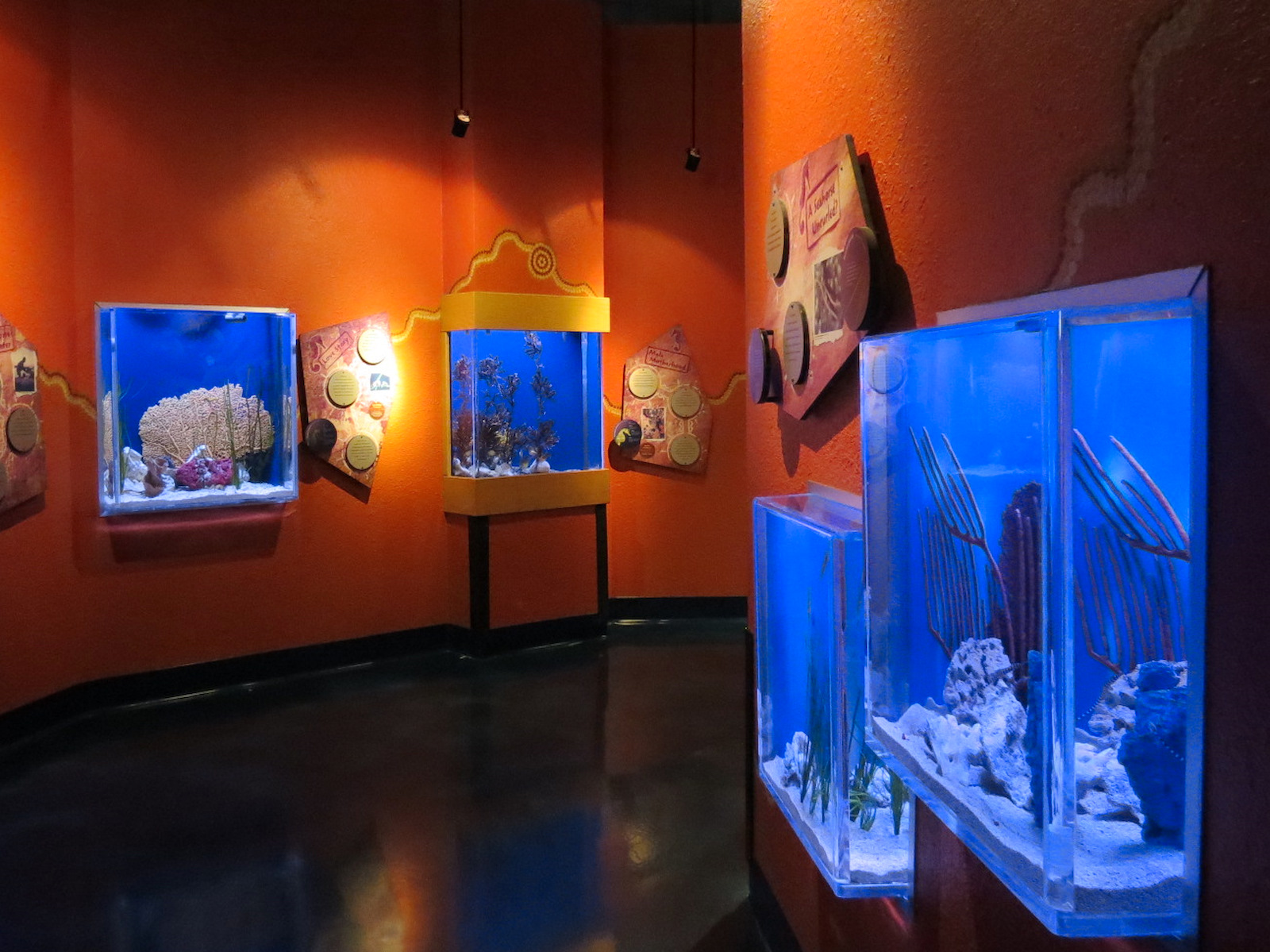 Dragons Down Under - Exhibits