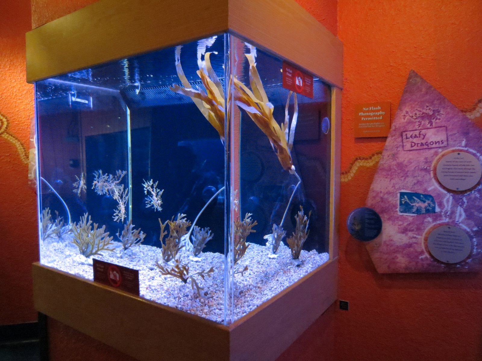 Dragons Down Under - Leafy Sea Dragon Exhibit