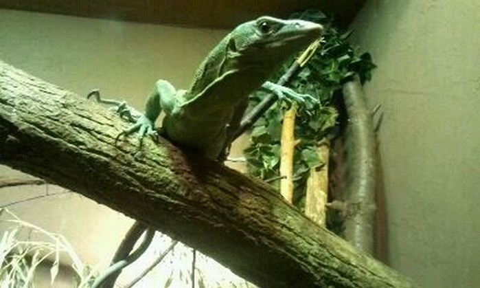 Dragons!-Green Tree Monitor