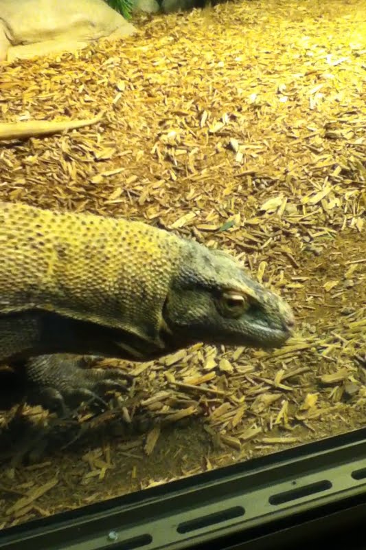 Dragons!- Hudo in his indoor exhibit