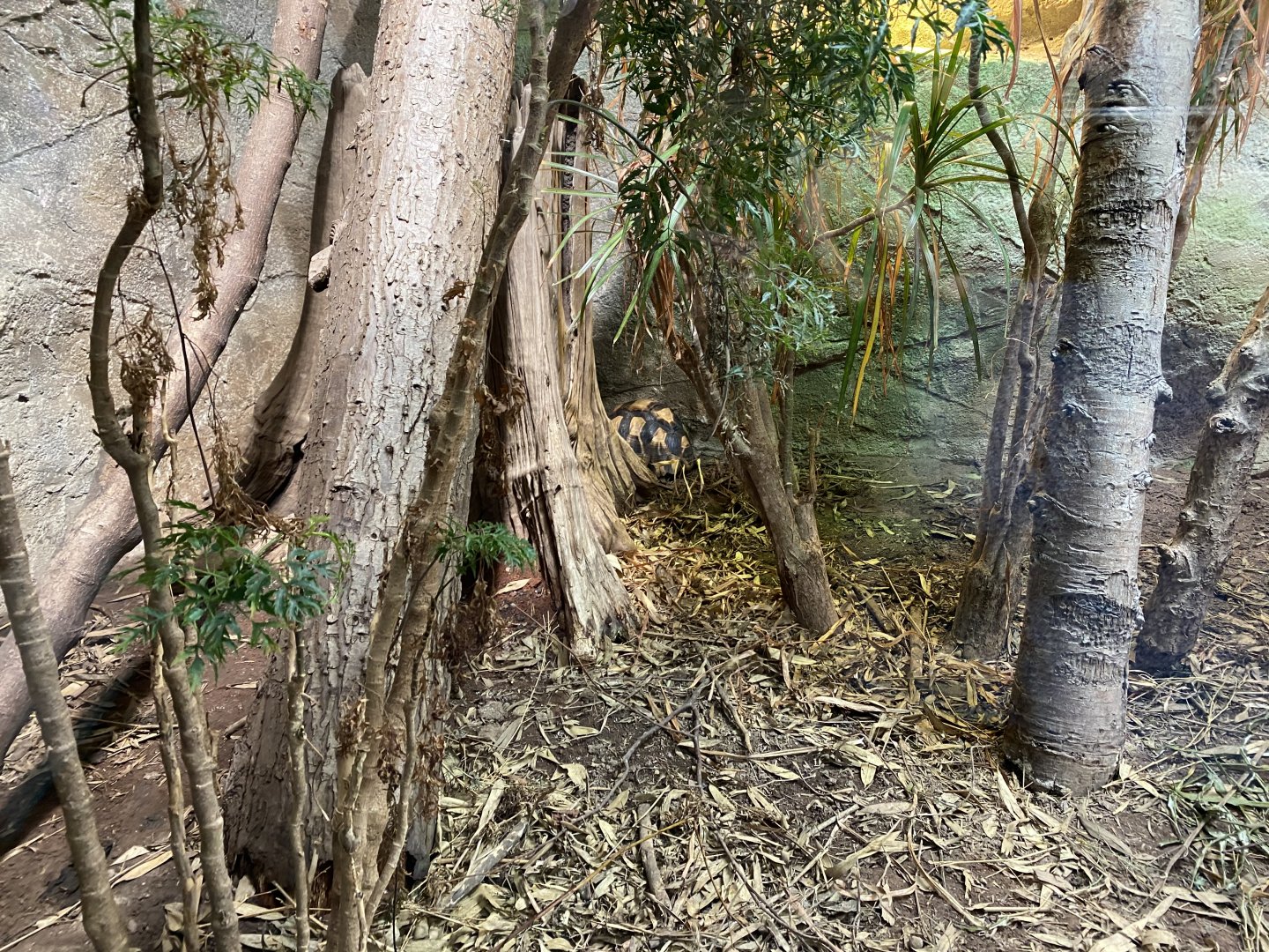 Dragons in Danger - Angulated/Ploughshare tortoise exhibit 110920