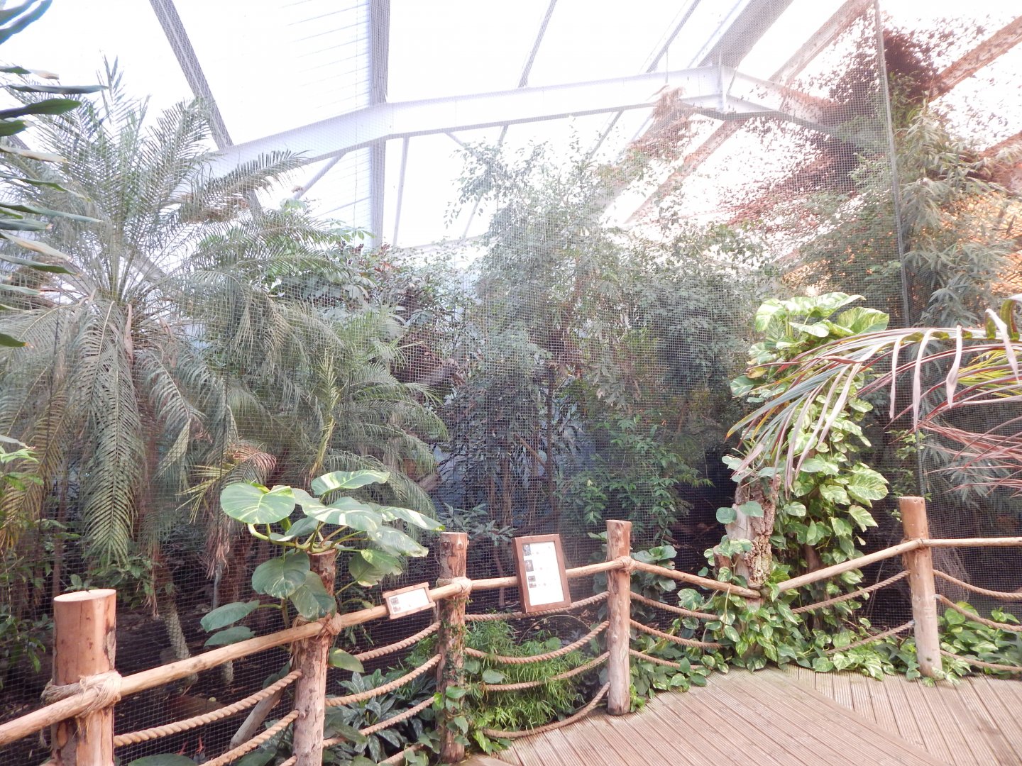 Dragons in Danger aviary 081020