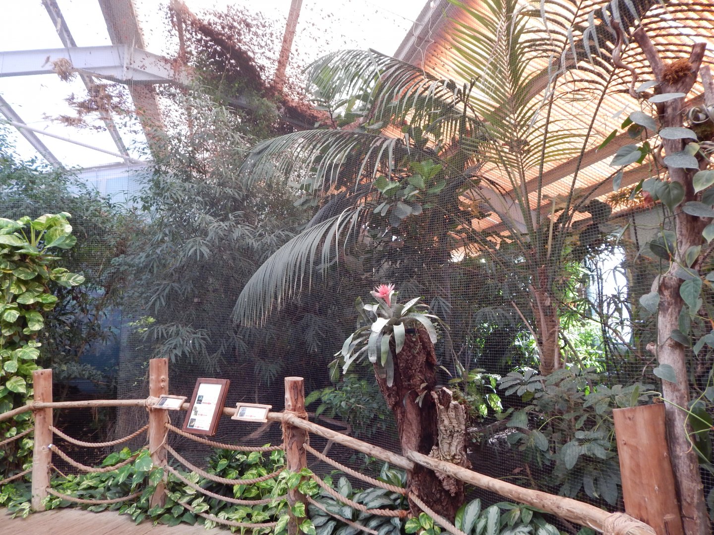 Dragons in Danger aviary 081020