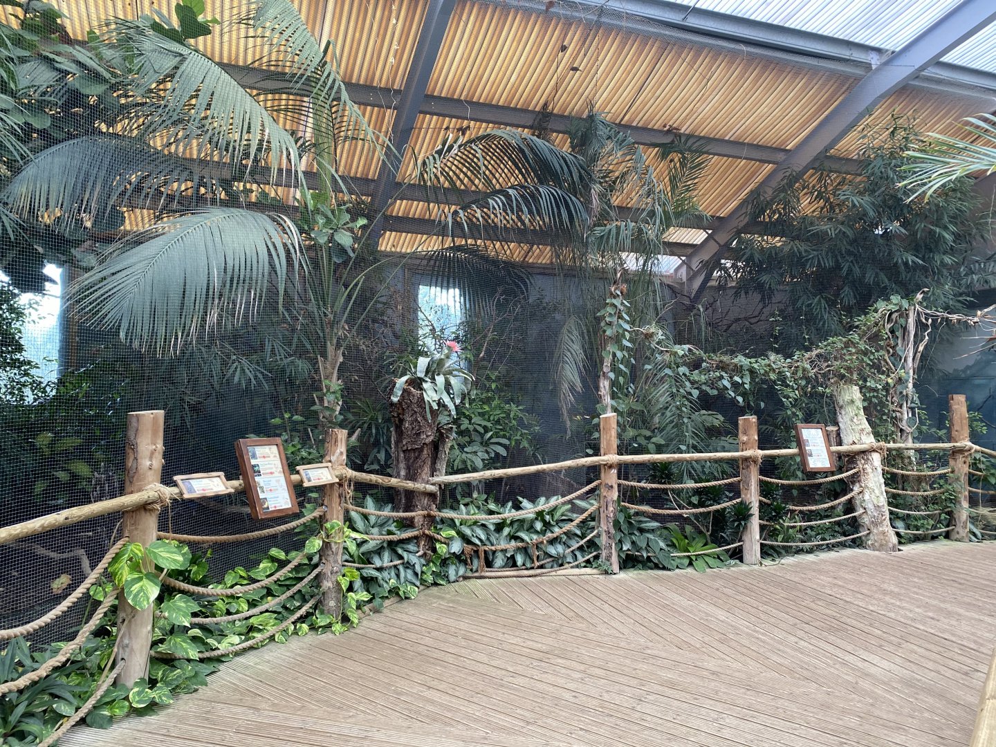 Dragons in Danger - Aviary 110920