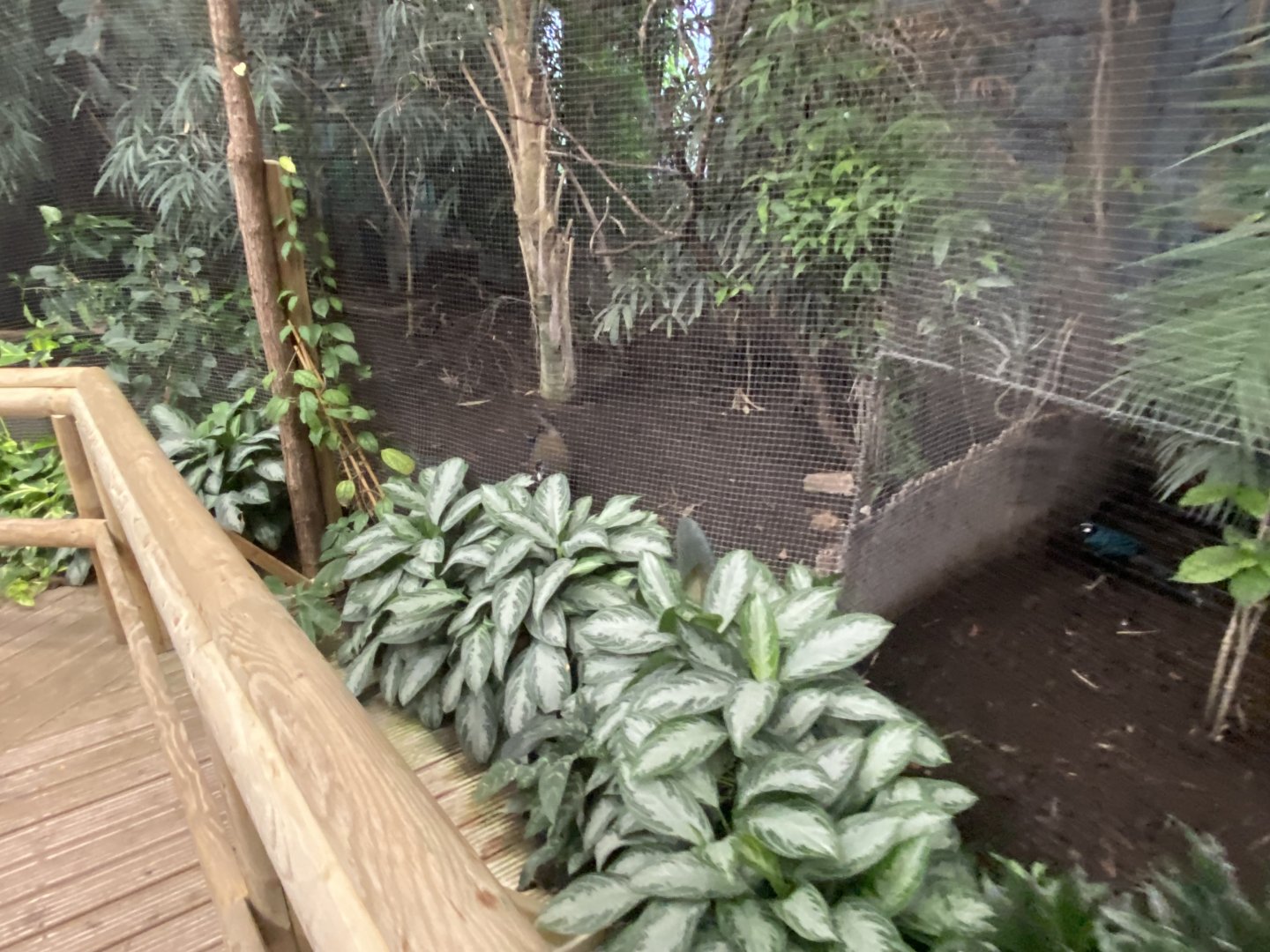 Dragons in Danger - Aviary 191021