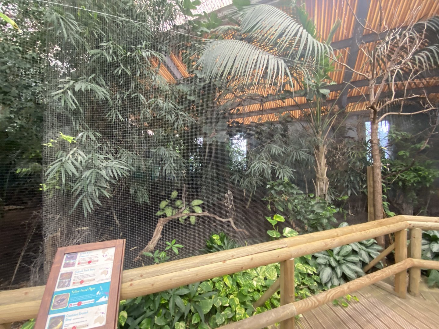 Dragons in Danger - Aviary 191021