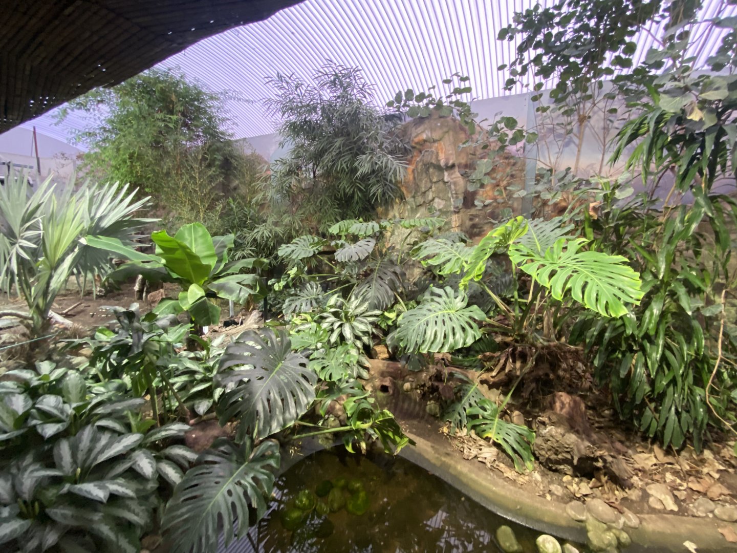 Dragons in Danger - Blue land crab and Mountain chicken exhibits 191021