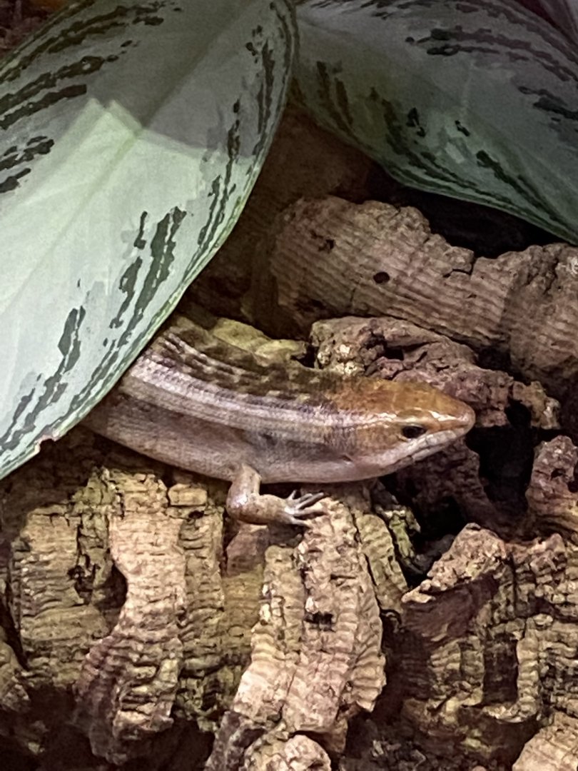 Dragons in Danger - Giant Hispaniolan galliwasp 110920