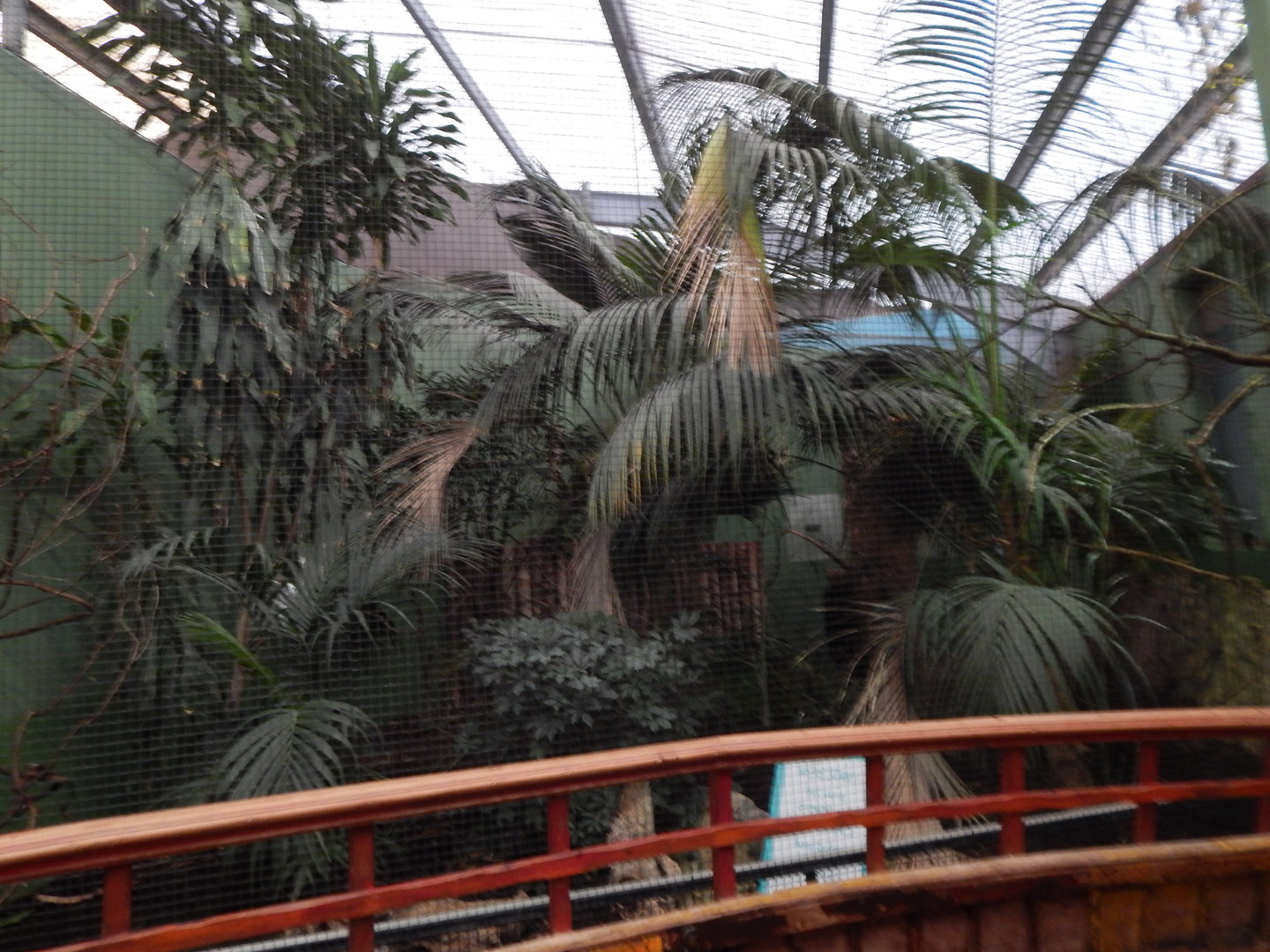 Dragons in Danger - Javan green magpie 221022