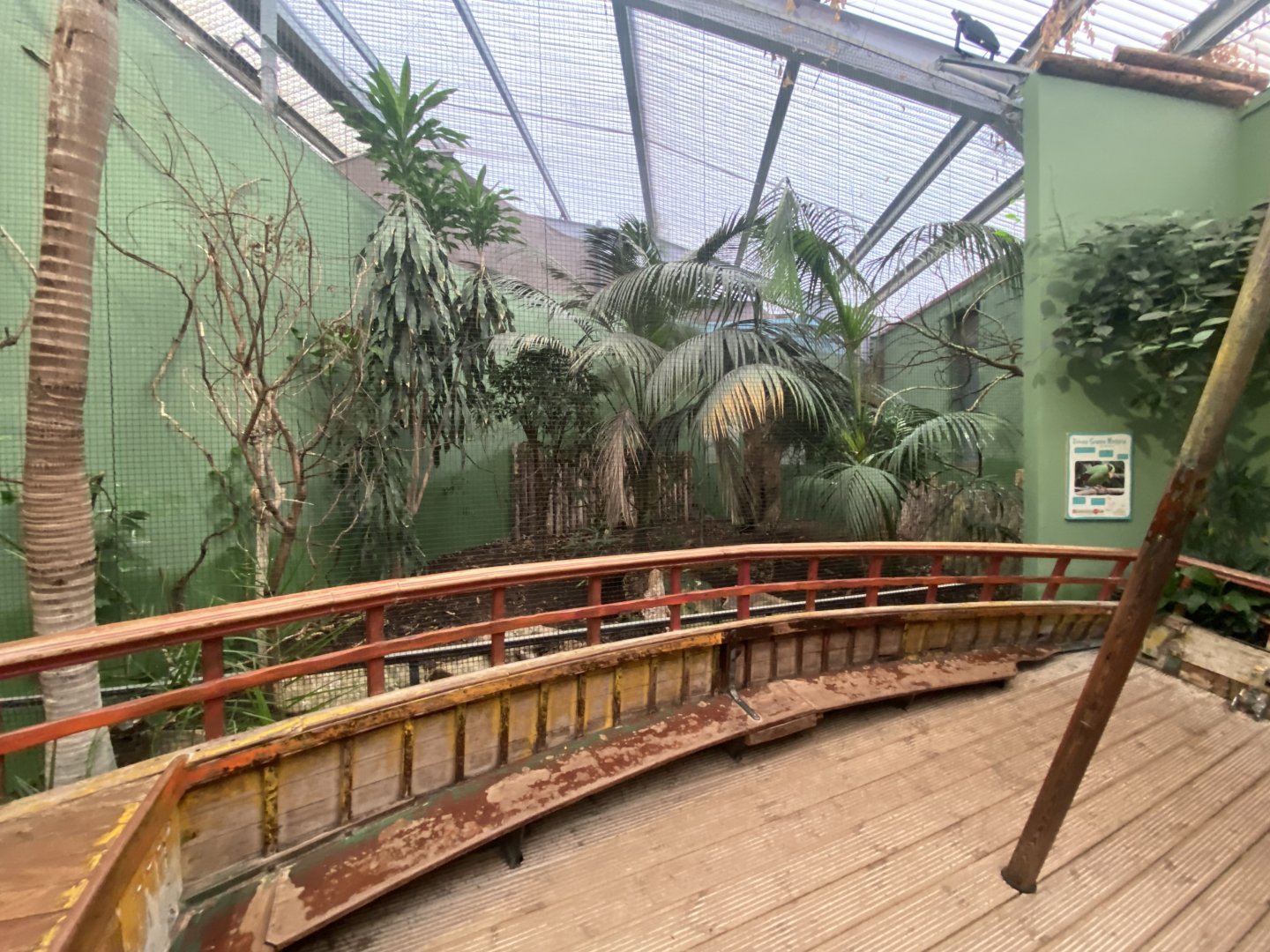 Dragons in Danger - Javan green magpie aviary 191021