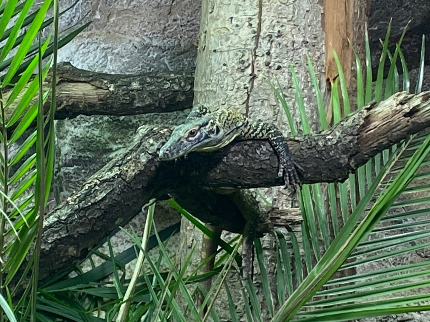 Dragons in Danger - Juvenile Komodo dragon 241123