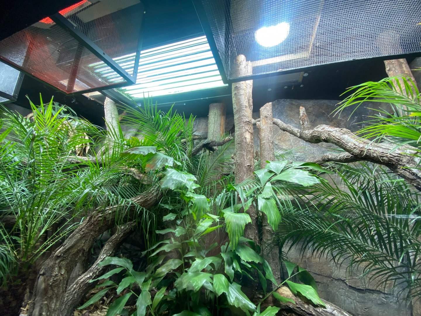 Dragons in Danger - Juvenile Komodo dragon exhibit 241123