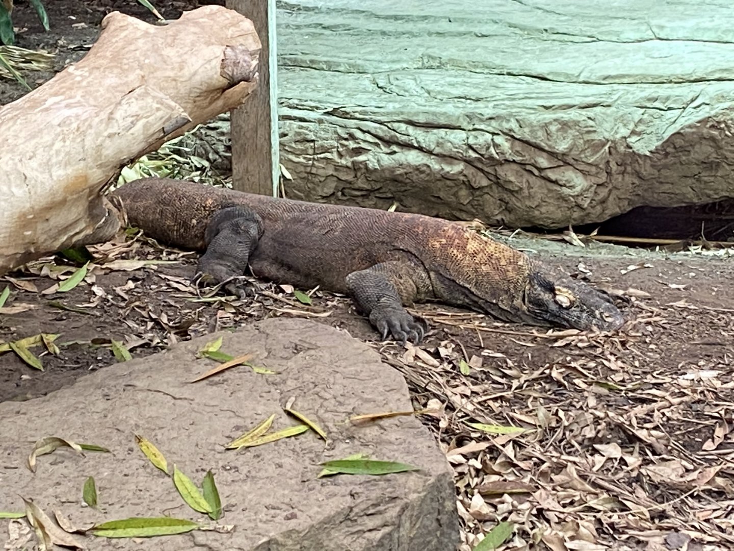 Dragons in Danger - Komodo dragon 110920