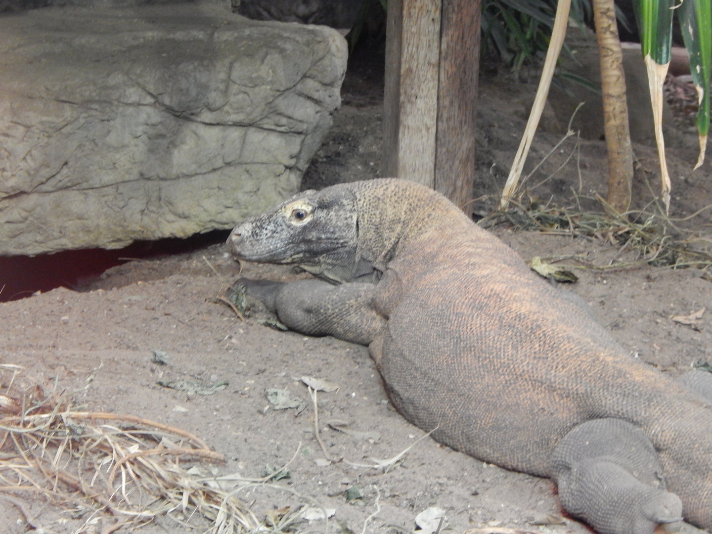 Dragons in Danger - Komodo dragon 221022