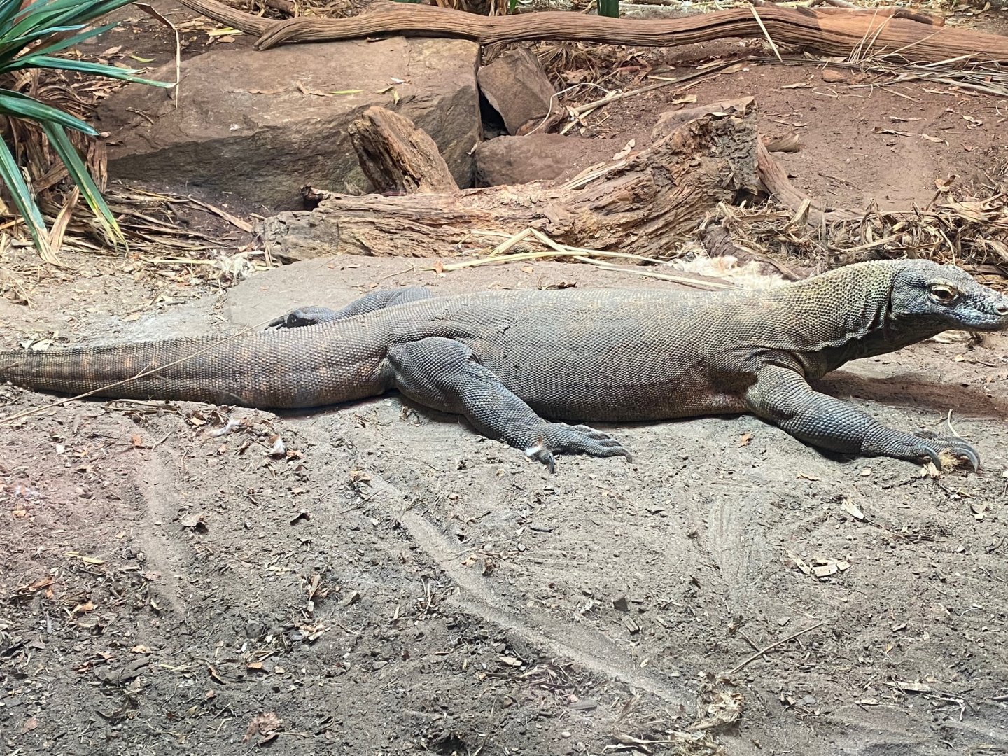 Dragons in Danger - Komodo dragon 241123