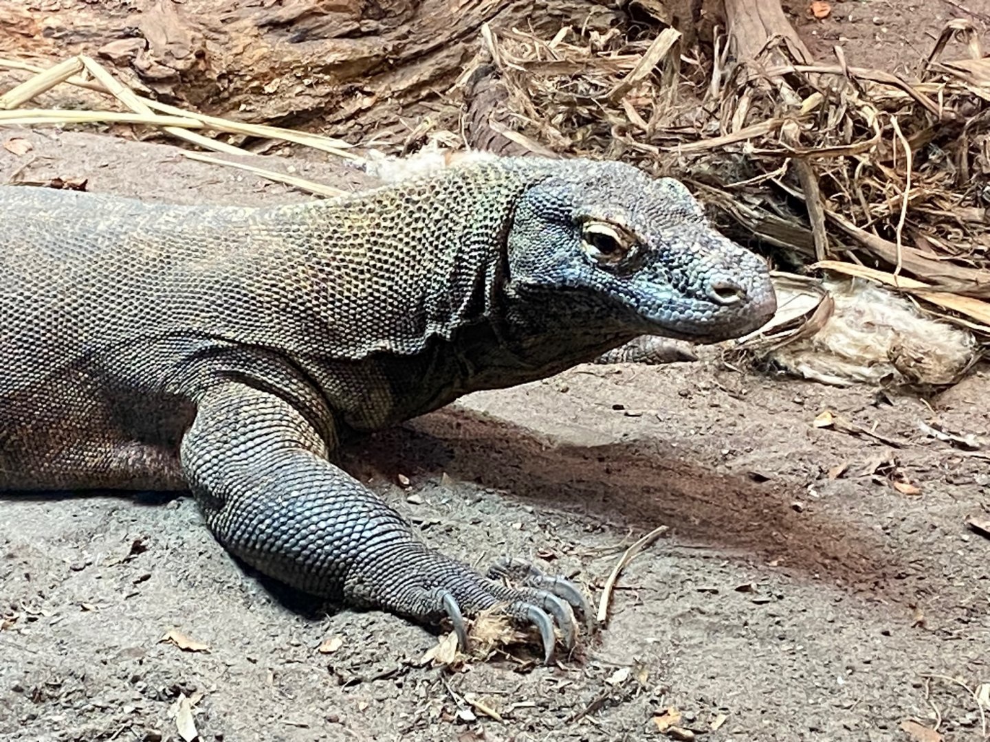 Dragons in Danger - Komodo dragon 241123