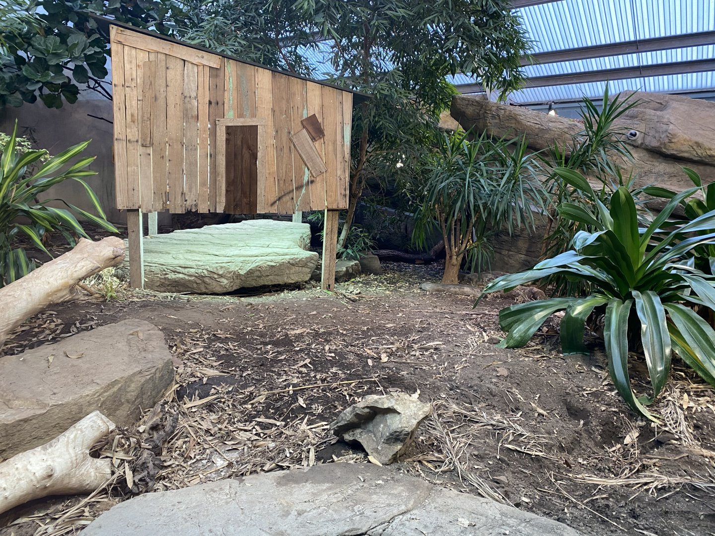 Dragons in Danger - Komodo dragon enclosure 081020