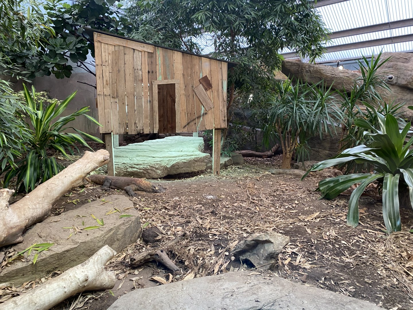 Dragons in Danger - Komodo dragon exhibit 110920