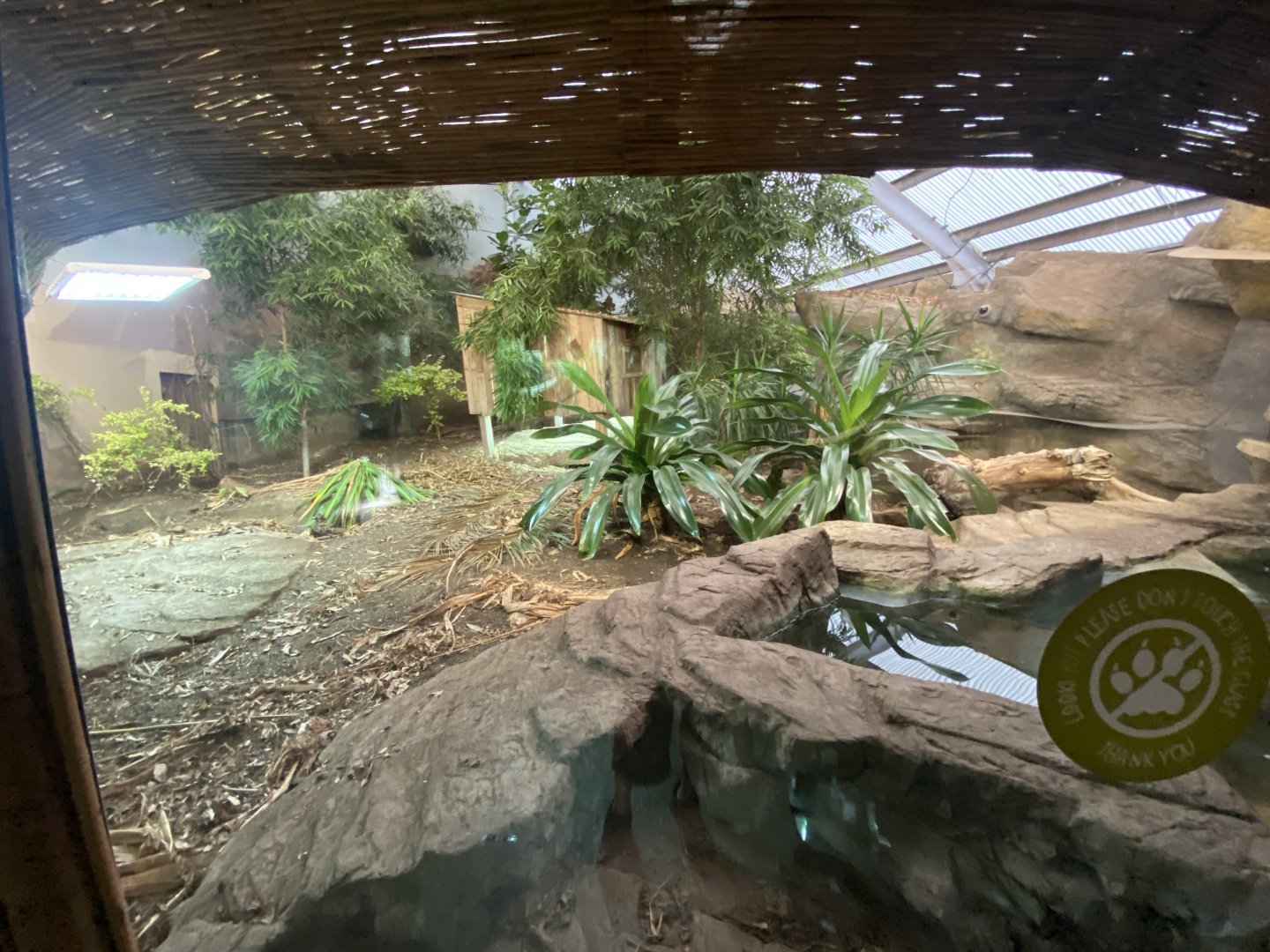 Dragons in Danger - Komodo dragon exhibit 191021