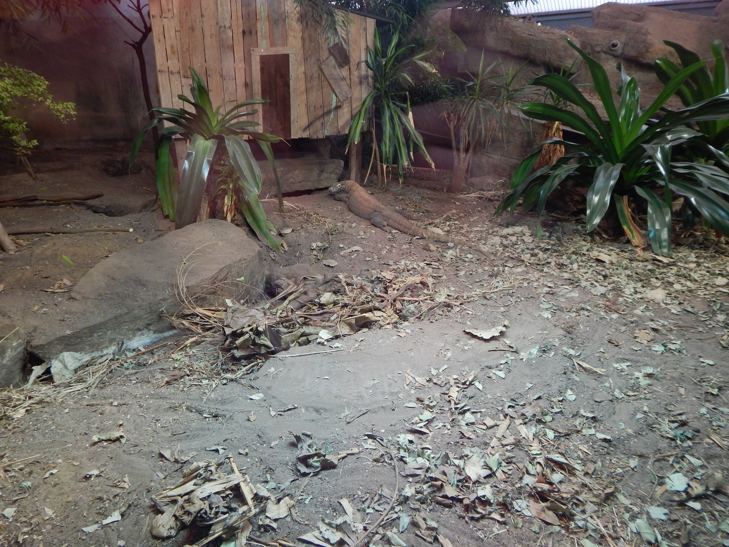 Dragons in Danger - Komodo dragon exhibit 221022