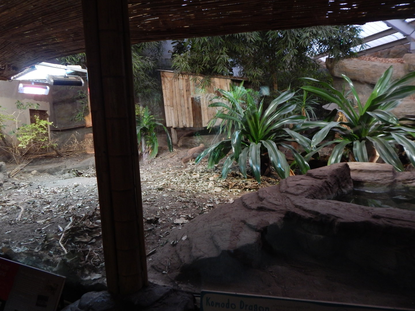 Dragons in Danger - Komodo dragon exhibit 221022