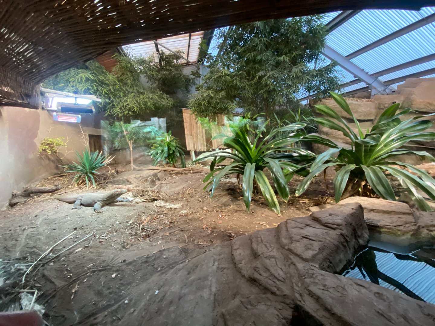 Dragons in Danger - Komodo dragon exhibit 241123