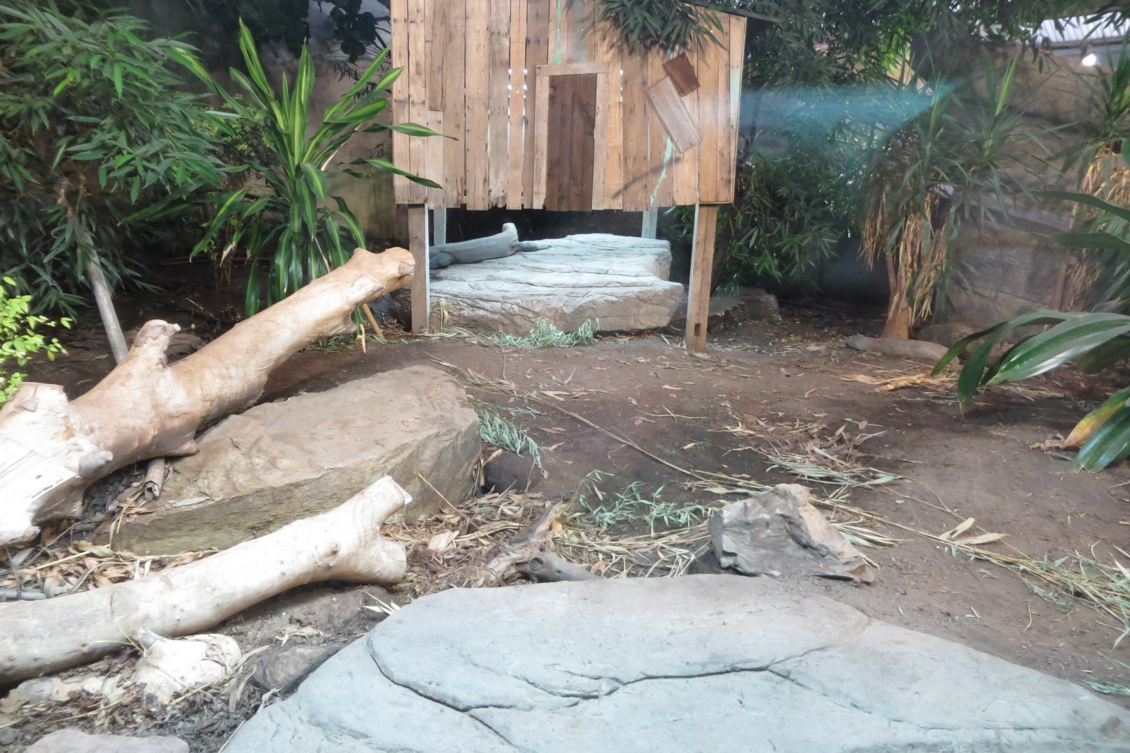 Dragons in Danger - Komodo dragon exhibit 261019