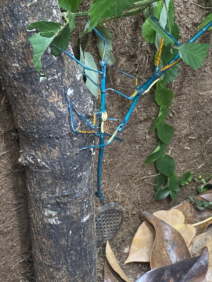 Dragons in Danger - Madagascan blue stick insect 110920