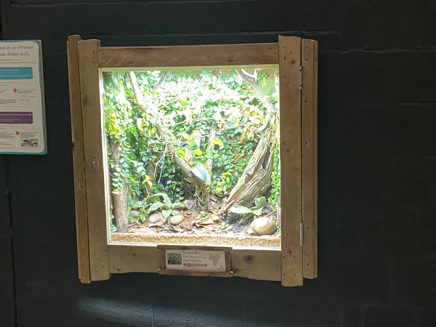 Dragons in Danger - Malagasy blue stick insect exhibit 191021