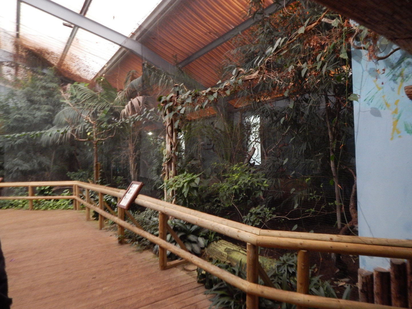 Dragons in Danger - Mixed aviary 221022