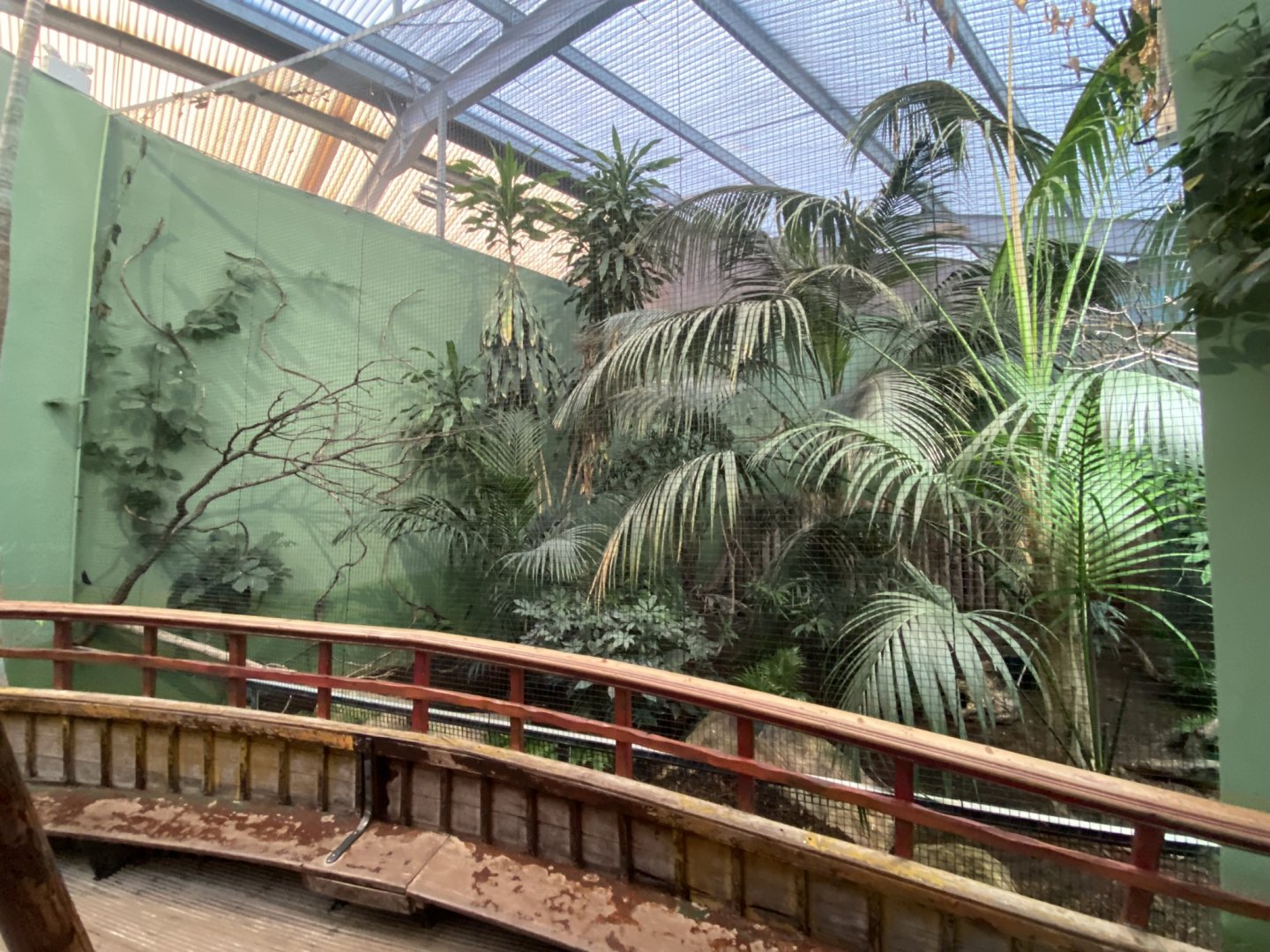 Dragons in Danger - mixed aviary 241123