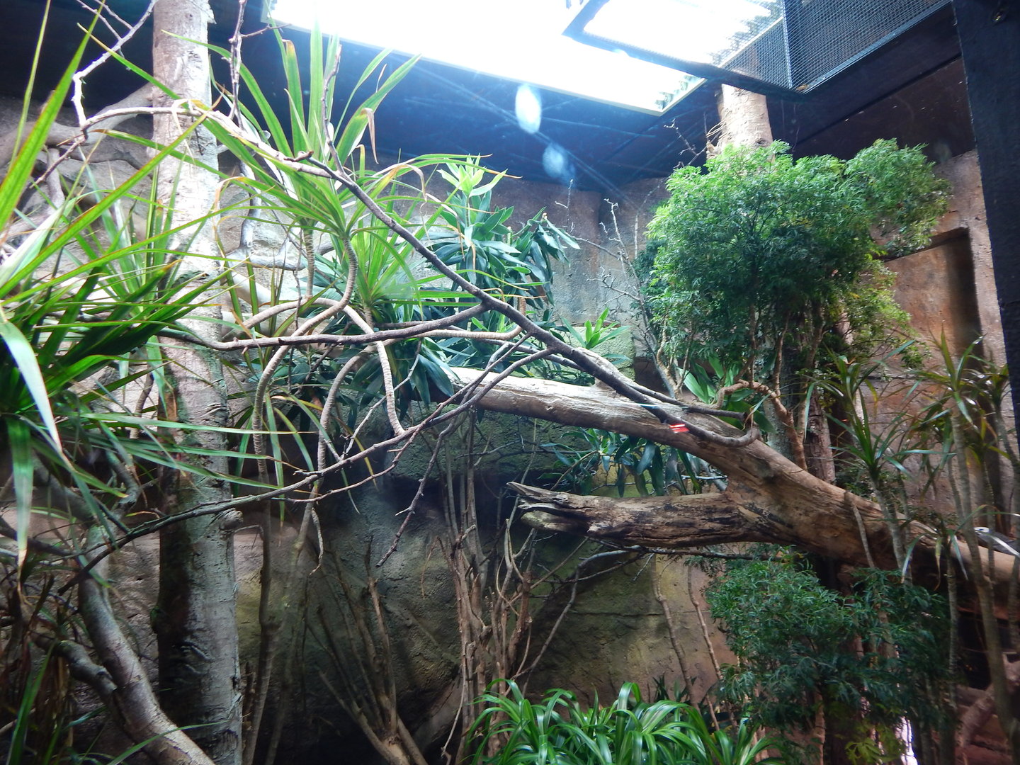 Dragons in Danger - Mixed exhibit 221022