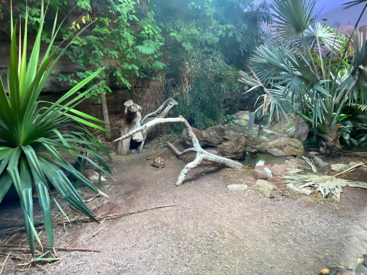 Dragons in Danger - Ploughshare tortoise exhibit 241123