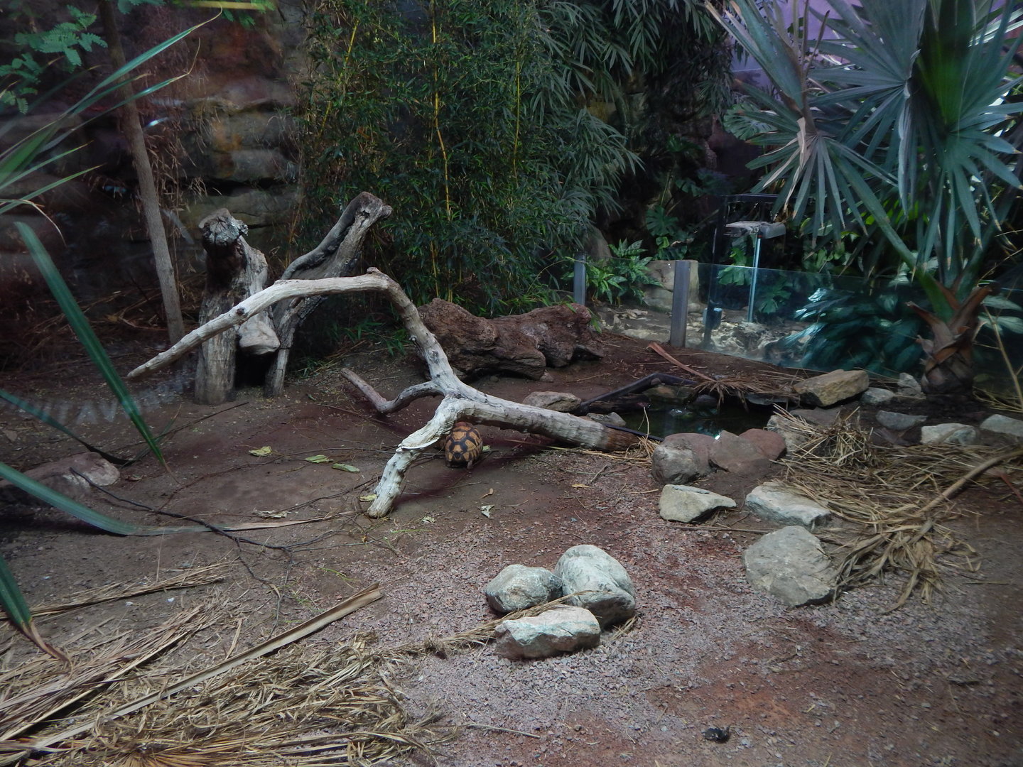 Dragons in Danger - Tortoise exhibit 221022