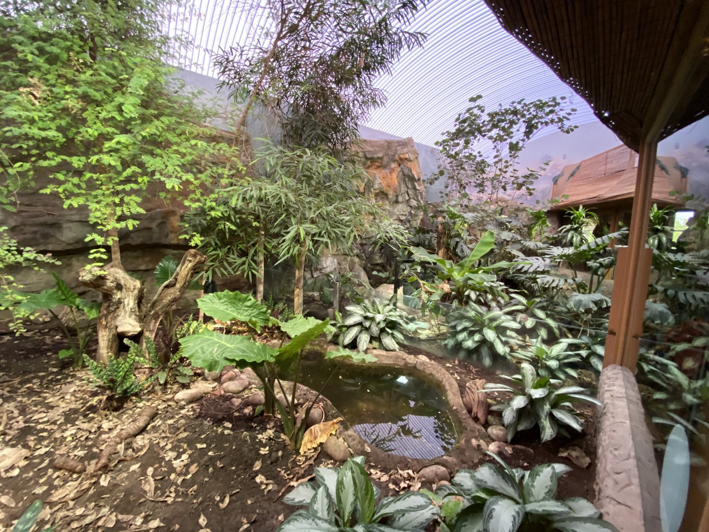 Dragons in Danger - Turtle exhibit 110920