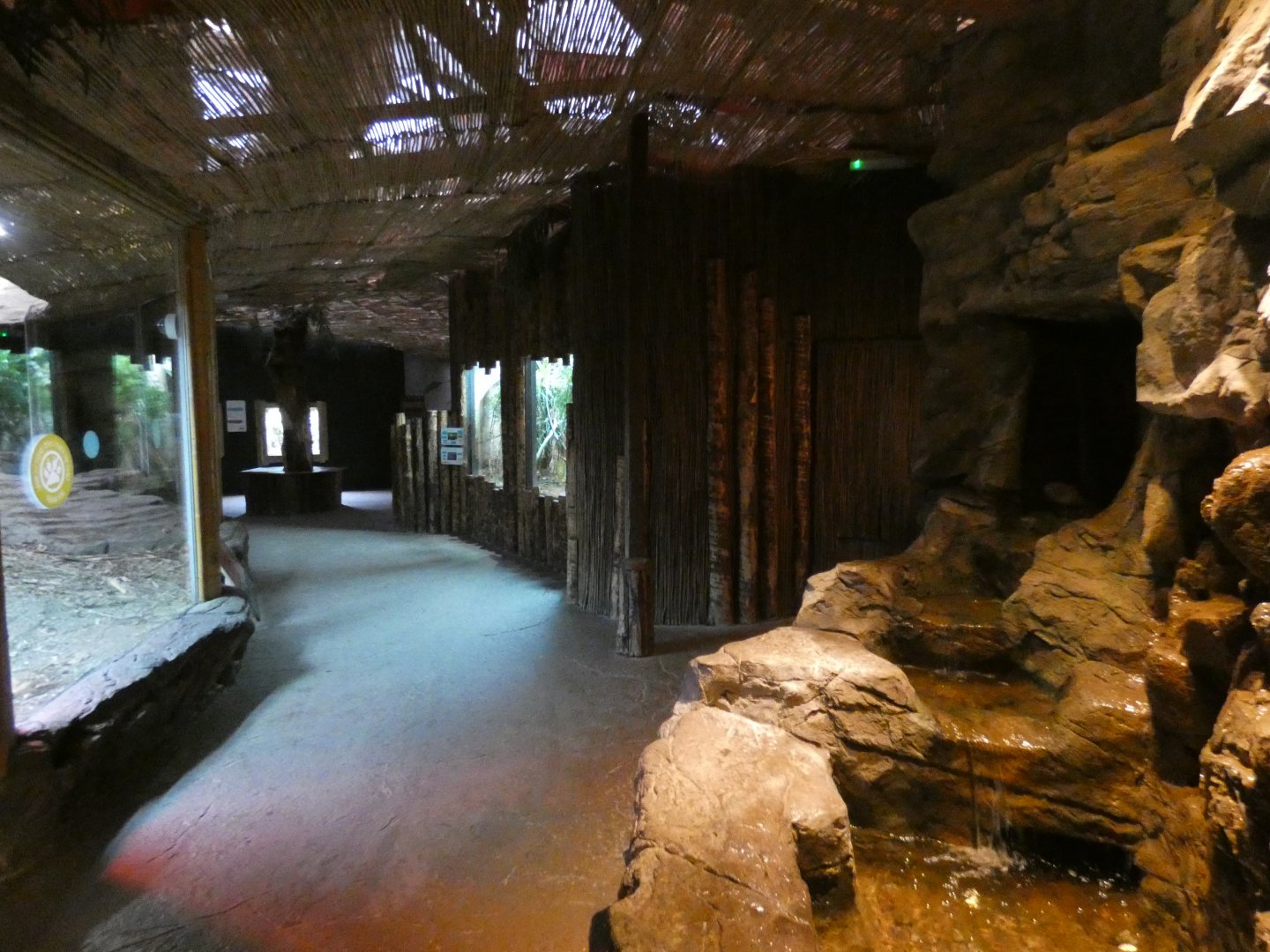 Dragons in Danger viewing area