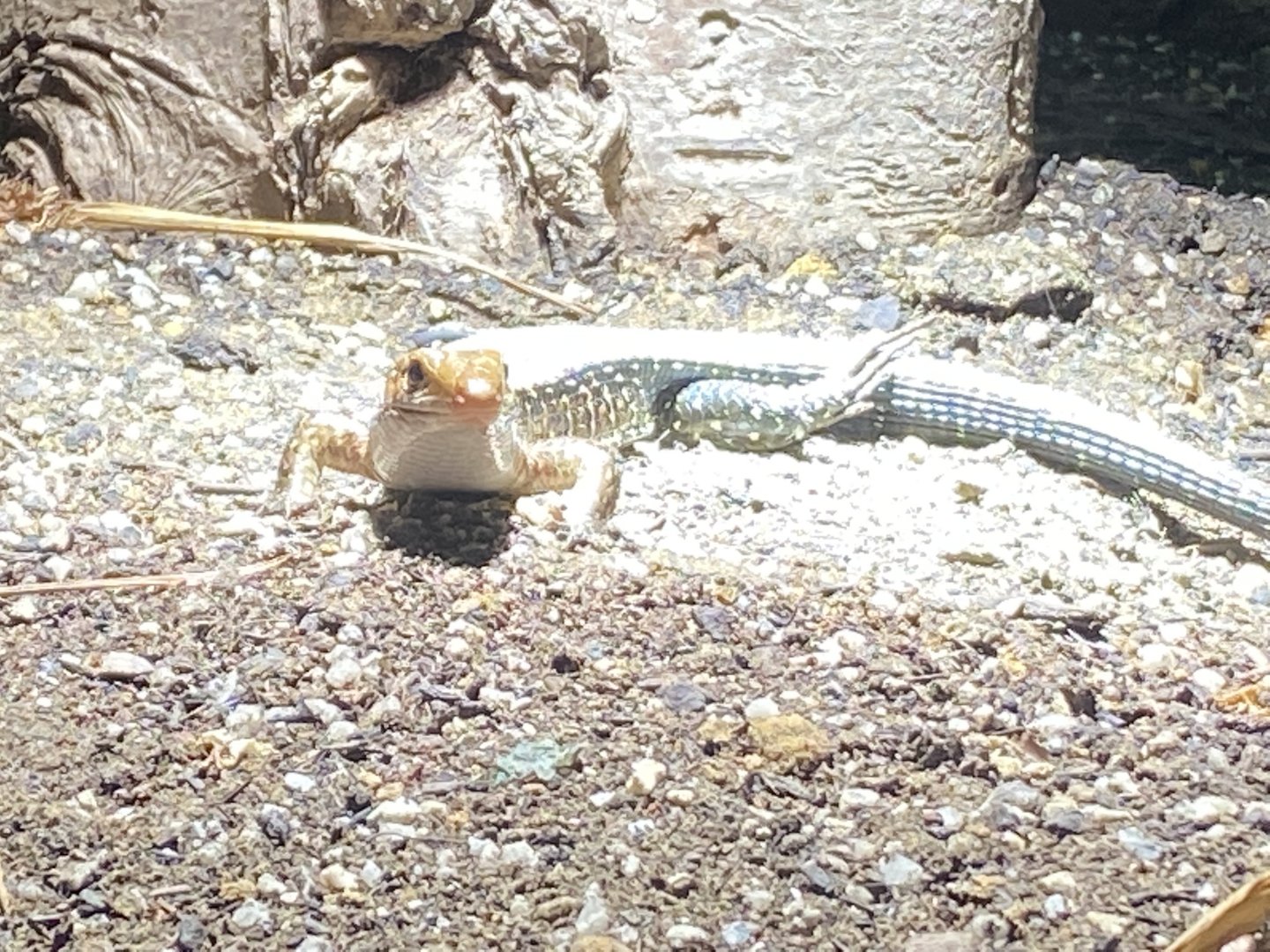 Dragons in Danger - Wide-tailed zonosaur 191021