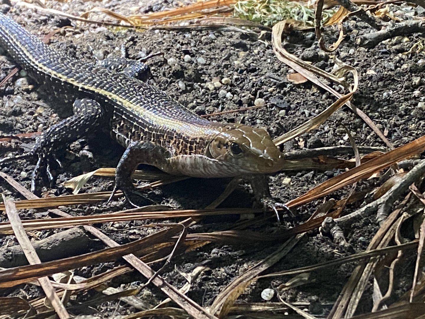 Dragons in Danger - Wide-tailed zonosaur 191021