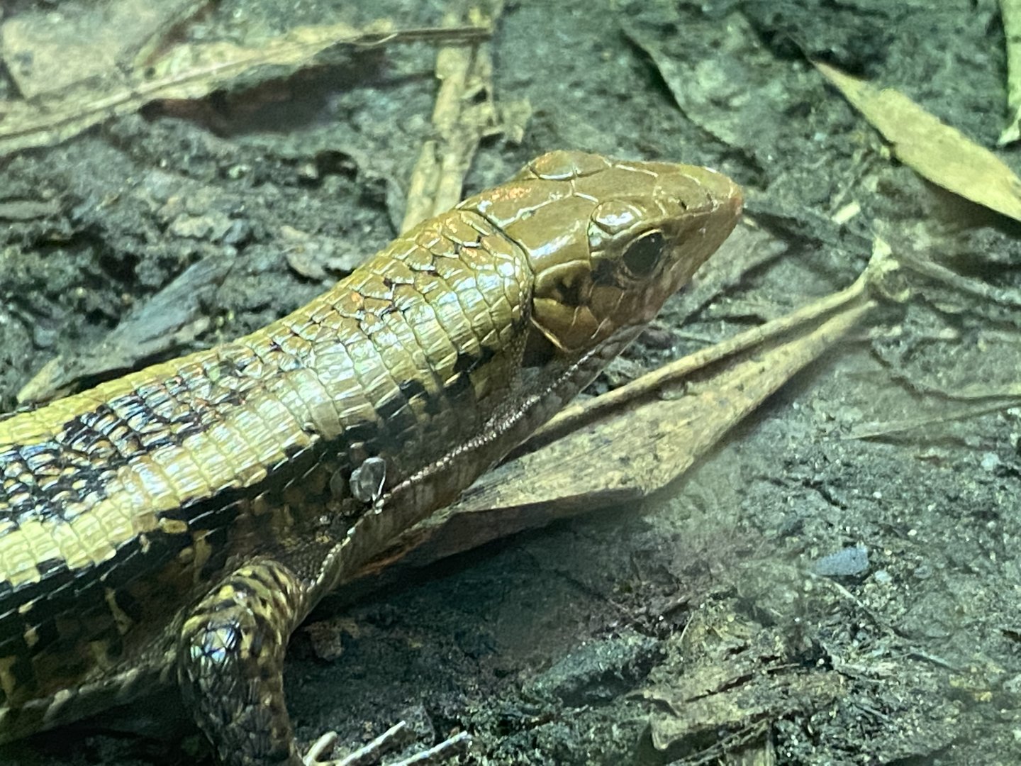 Dragons in Danger - Wide-tailed zonosaur 191021