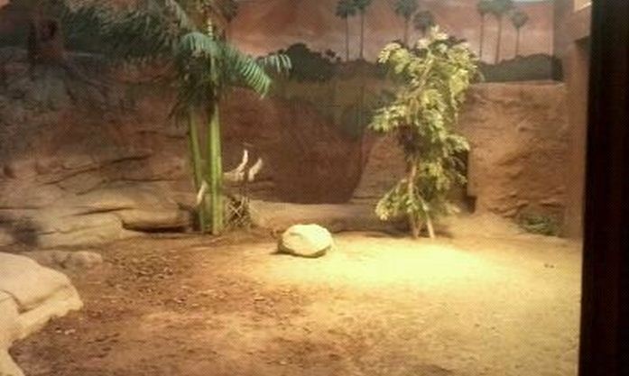 Dragons!-Indoor Komodo Dragon exhibit