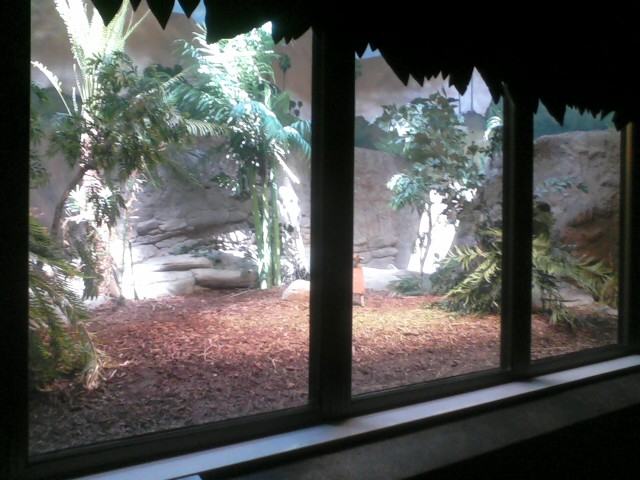 Dragons!- Komodo Dragon Indoor exhibit