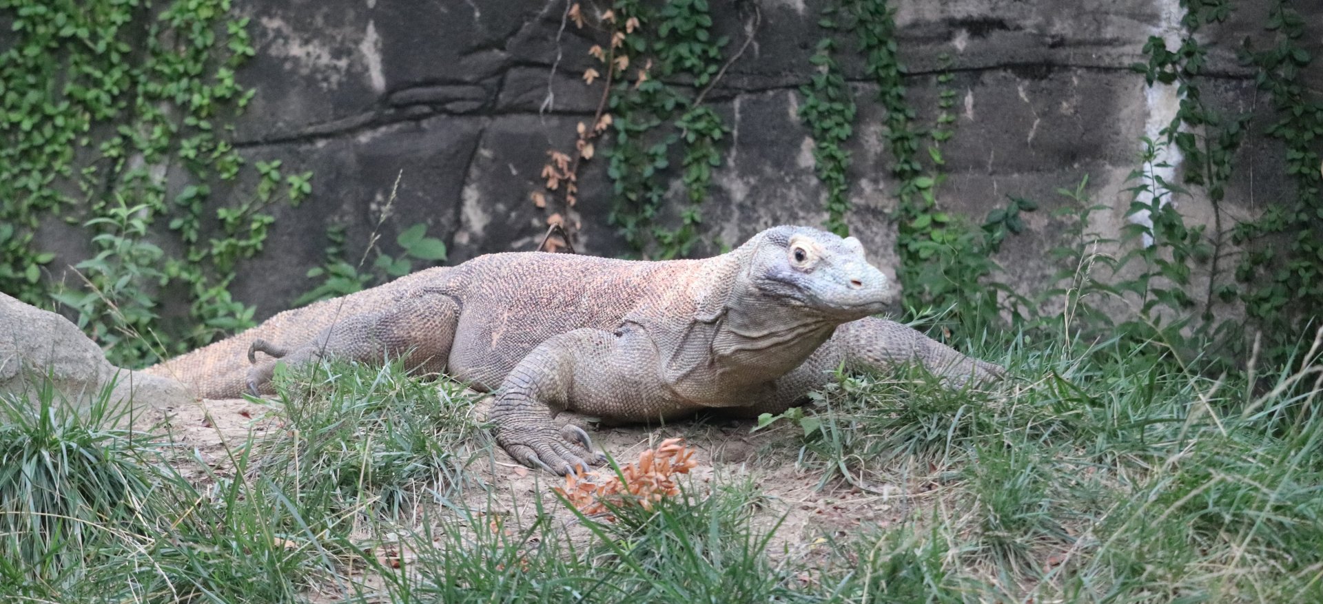 Dragons! - Komodo Dragon