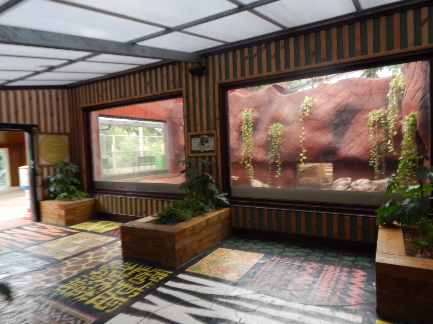 Dragons of Komodo 110925